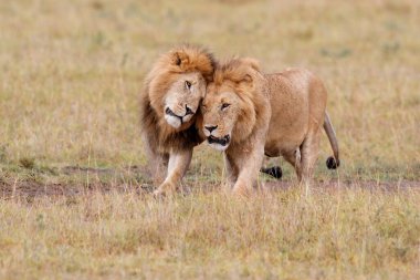 Male lions - a brotherhood- walking on the plains of the Masai Mara National Reserve in Kenya