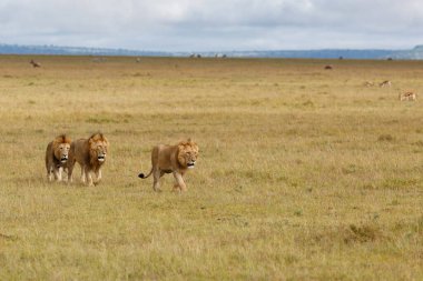 Male lions - a brotherhood- walking on the plains of the Masai Mara National Reserve in Kenya