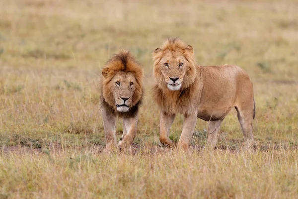 Leones Machos Una Hermandad Caminando Por Las Llanuras Reserva Nacional —  Fotos de Stock