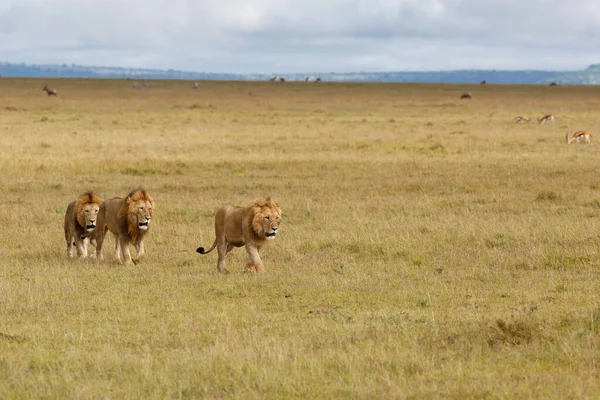 Male Lions Brotherhood Walking Plains Masai Mara National Reserve Kenya — стоковое фото