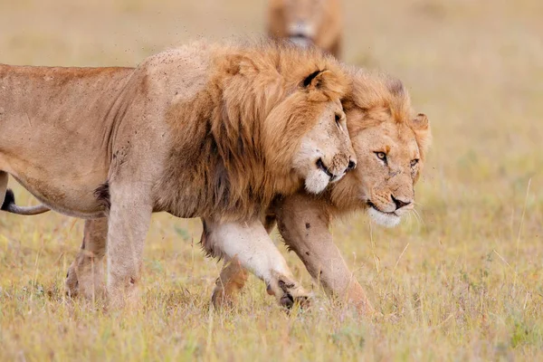 Male Lions Brotherhood Walking Plains Masai Mara National Reserve Kenya — Foto de Stock