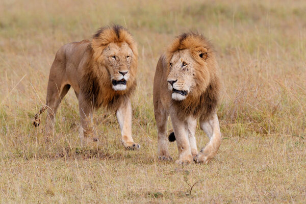 Male lions - a brotherhood- walking on the plains of the Masai Mara National Reserve in Kenya