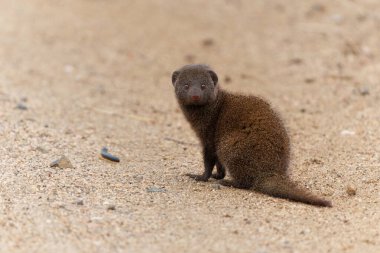Common dwarf mongoose (Helogale parvula) searching for food in the Kruger National Park in South Africa                                     