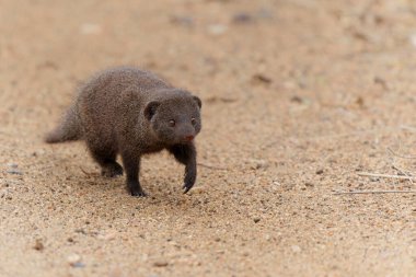 Common dwarf mongoose (Helogale parvula) searching for food in the Kruger National Park in South Africa                                     