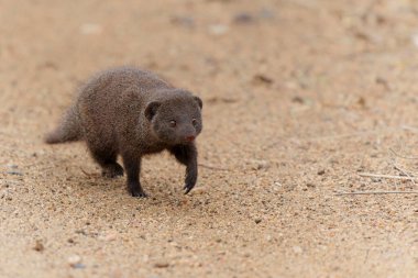 Common dwarf mongoose (Helogale parvula) searching for food in the Kruger National Park in South Africa                                      clipart