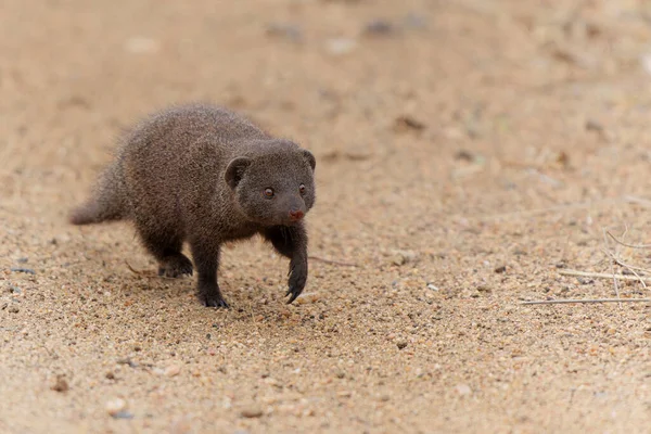 Common Dwarf Mongoose Helogale Parvula Searching Food Kruger National Park — Stock Photo, Image