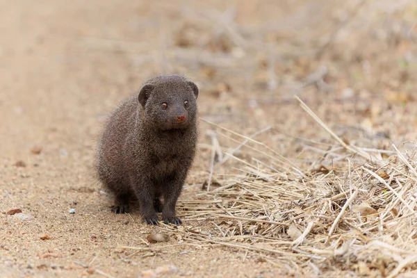 Common dwarf mongoose (Helogale parvula) searching for food in the Kruger National Park in South Africa                                     