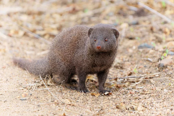Common Dwarf Mongoose Helogale Parvula Searching Food Kruger National Park — 图库照片