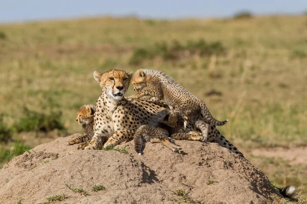 Çita Anne Kenya Daki Masai Mara Oyun Parkında Toplam Yavrularına — Stok fotoğraf