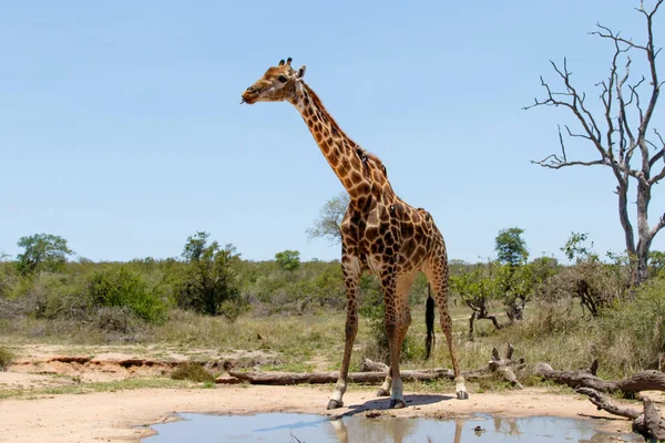 Giraffe Male Oxpecker Going Drink Rain Puddle Kruger National Park — Fotografia de Stock