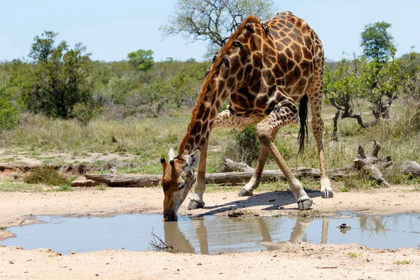 Giraffe Male Oxpecker Going Drink Rain Puddle Kruger National Park — Stock Photo, Image