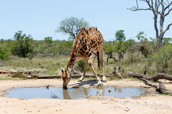 Giraffe Male Oxpecker Going Drink Rain Puddle Kruger National Park — Stock Photo, Image