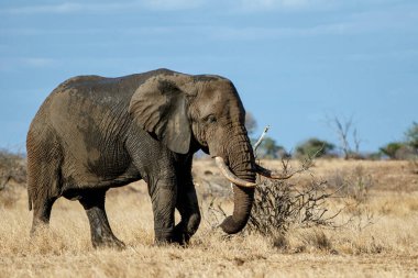 African elephant walking around searching for food and water in Kruger National Park in South Africa