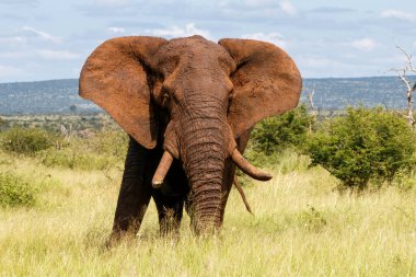 African elephant walking around searching for food and water in Kruger National Park in South Africa