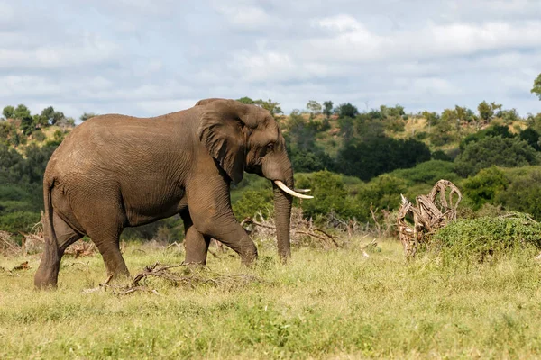 African Elephant Walking Searching Food Water Kruger National Park South — Stock Fotó