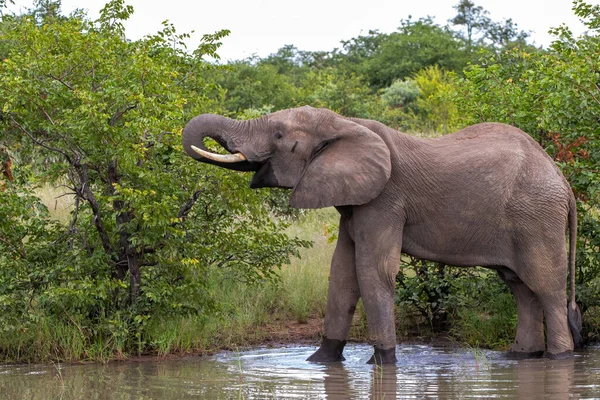 Gajah Afrika Berkeliling Mencari Makanan Dan Air Taman Nasional Kruger — Stok Foto