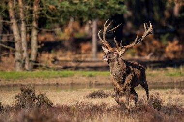 Kızıl geyik (Cervus elaphus), Hollanda 'daki Ulusal Park Hoge Veluwe ormanındaki bir çalılık arazide çiftleşme mevsiminde baskın davranışlar sergiliyor.