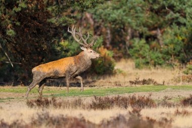 Kızıl geyik (Cervus elaphus), Hollanda 'daki Ulusal Park Hoge Veluwe ormanındaki bir çalılık arazide çiftleşme mevsiminde baskın davranışlar sergiliyor.