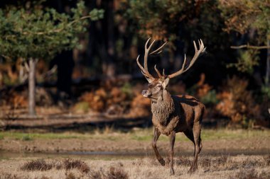 Kızıl geyik (Cervus elaphus), Hollanda 'daki Ulusal Park Hoge Veluwe ormanındaki bir çalılık arazide çiftleşme mevsiminde baskın davranışlar sergiliyor.