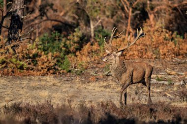 Kızıl geyik (Cervus elaphus), Hollanda 'daki Ulusal Park Hoge Veluwe ormanındaki bir çalılık arazide çiftleşme mevsiminde baskın davranışlar sergiliyor.
