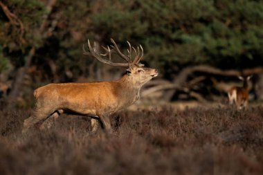Kızıl geyik (Cervus elaphus), Hollanda 'daki Ulusal Park Hoge Veluwe ormanındaki bir çalılık arazide çiftleşme mevsiminde baskın davranışlar sergiliyor.