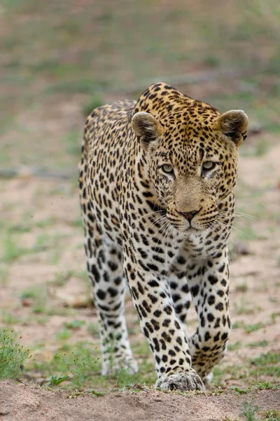 Leopard Panthera Pardus Looking Prey Sabi Sands Game Reserve Greater — Zdjęcie stockowe