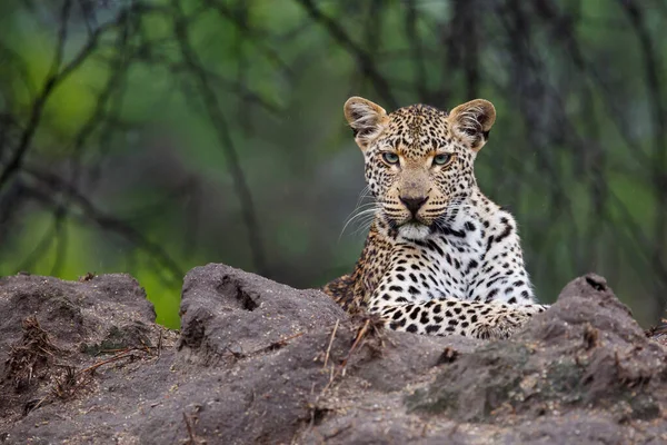 Leopard Panthera Pardus Looking Prey Sabi Sands Game Reserve Greater — Stockfoto