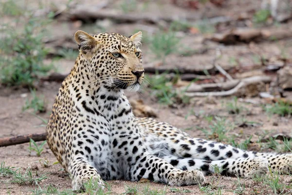 Leopardo Panthera Pardus Busca Presas Reserva Caza Sabi Sands Región — Foto de Stock