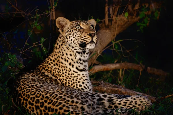 Leopard Panthera Pardus Looking Spotlight Sabi Sands Game Reserve Greater — стоковое фото