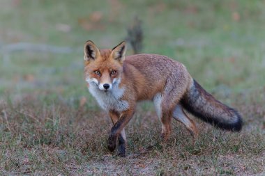 Red Fox (Vulpes Vulpes) searching for food in the dunes of the Amsterdam water supply area near the village of Zandvoort                                      