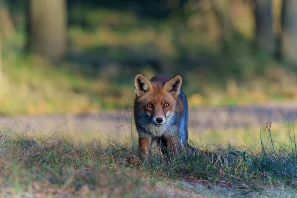 Red Fox Vulpes Vulpes Searching Food Dunes Amsterdam Water Supply — Stock fotografie