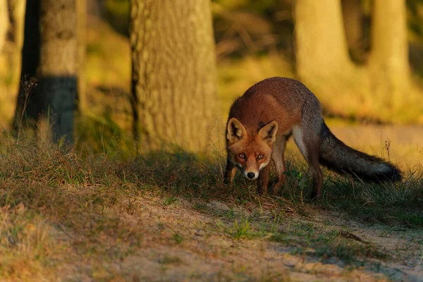 Red Fox Vulpes Vulpes Searching Food Dunes Amsterdam Water Supply — Photo