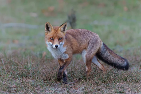 Red Fox Vulpes Vulpes Searching Food Dunes Amsterdam Water Supply — стокове фото