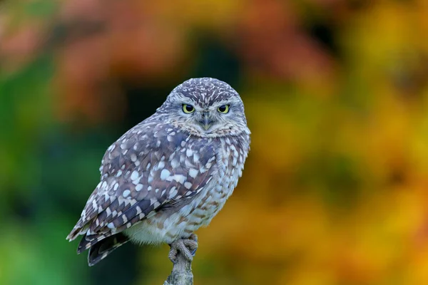 Burrowing Owl Athene Cunicularia Sitting Branch Netherlands Autumn Colors Background — Stockfoto