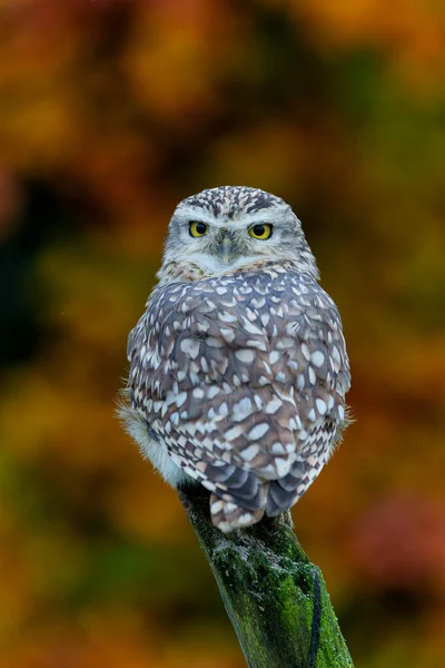 Burrowing Owl Athene Cunicularia Sitting Branch Netherlands Autumn Colors Background — Stockfoto