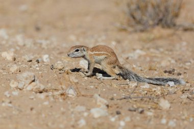 A ground squirrel searching for food in the Kgalagadi Transfrontier Park in South Africa