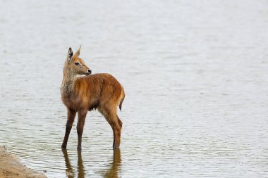 Waterbuck (Kobus ellipsiprymnus). After an attack by hyena, this waterbuck calf fled into the water and was unharmed, but left alone in Sabi Sands Game reserve in South Africa