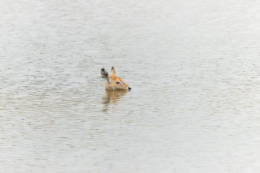Waterbuck (Kobus ellipsiprymnus). After an attack by hyena, this waterbuck calf fled into the water and was unharmed, but left alone in Sabi Sands Game reserve in South Africa