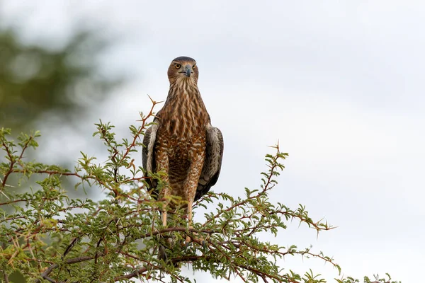 Juvenile Goshawk Sitting Branch Kgalagadi Transfrontier Park South Africa — Fotografia de Stock