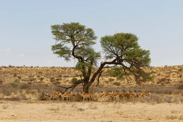 Springbok Resting Kgalagadi Transfrontier Park South Africa — Stok Foto