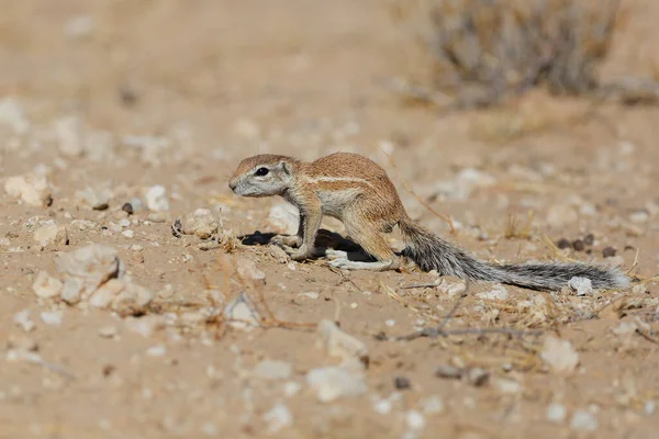 Ground Squirrel Searching Food Kgalagadi Transfrontier Park South Africa — Stok Foto