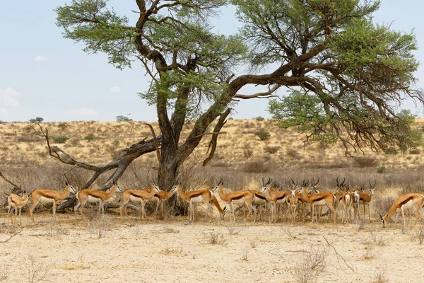 Springbok Resting Kgalagadi Transfrontier Park South Africa — стокове фото