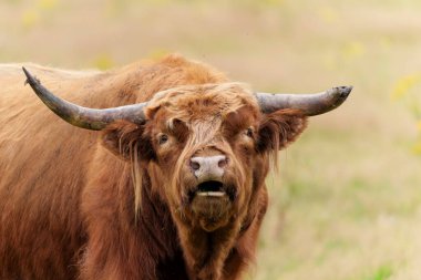 Hollanda 'daki Veluwezoom Ulusal Parkı' nda sarı çiçekli bir tarlada yürüyen ve otlayan İskoç Higlander veya İskoç sığırları (Bos bourus taurus).                               