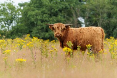 Hollanda 'daki Veluwezoom Ulusal Parkı' nda sarı çiçekli bir tarlada yürüyen ve otlayan İskoç Higlander veya İskoç sığırları (Bos bourus taurus).                               