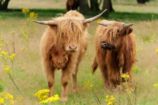 Vaca Escocesa Higlander Highland Bos Taurus Taurus Caminando Pastando Campo — Foto de Stock