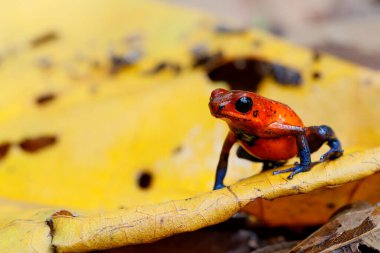 Kosta Rika 'nın Sarapiqui kentindeki yağmur ormanlarında mavi kot pantolon veya Çilek Zehirli Kurbağa (Dendrobates pumilio) bulunur.