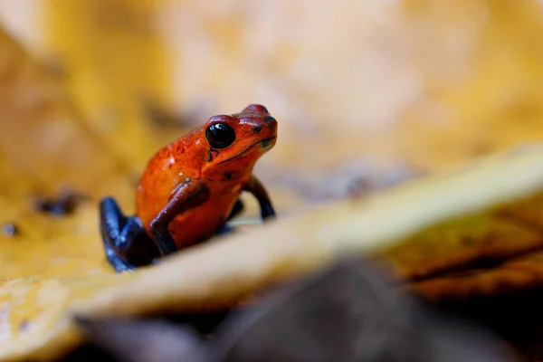 Блу Джинси Frog Або Strawberry Poison Dart Frog Dendrobates Pumilio — стокове фото