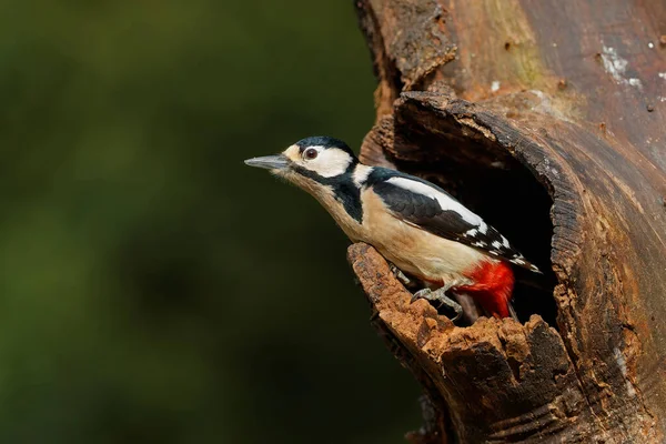 Great Spotted Woodpecker Dendrocopos Major Sitting Forest Netherlands — Stock Photo, Image