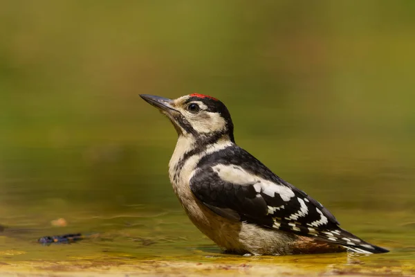 Great Spotted Woodpecker Dendrocopos Major Sitting Forest Netherlands — Stock Photo, Image