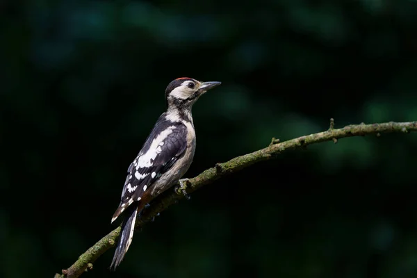 Great Spotted Woodpecker Dendrocopos Major Sitting Forest Netherlands — Stock Photo, Image